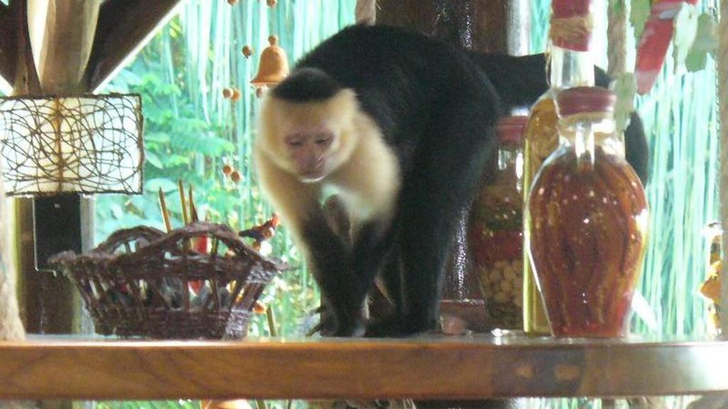 Jungle Villa マヌエル・アントニオ エクステリア 写真
