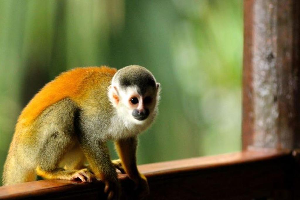 Jungle Villa マヌエル・アントニオ エクステリア 写真