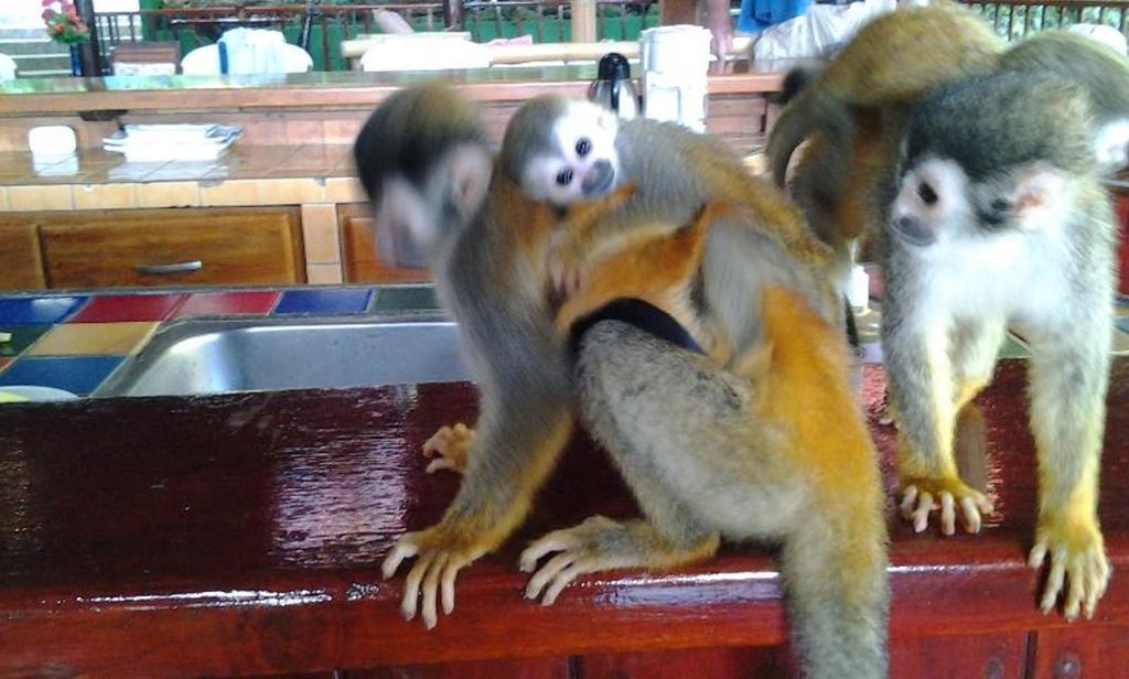 Jungle Villa マヌエル・アントニオ エクステリア 写真