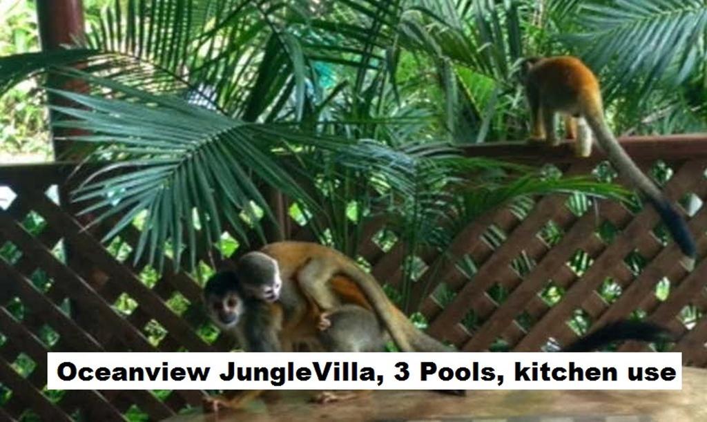 Jungle Villa マヌエル・アントニオ エクステリア 写真